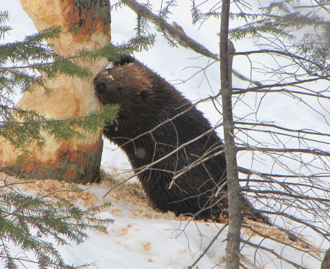 Beaver,_tree_cutting